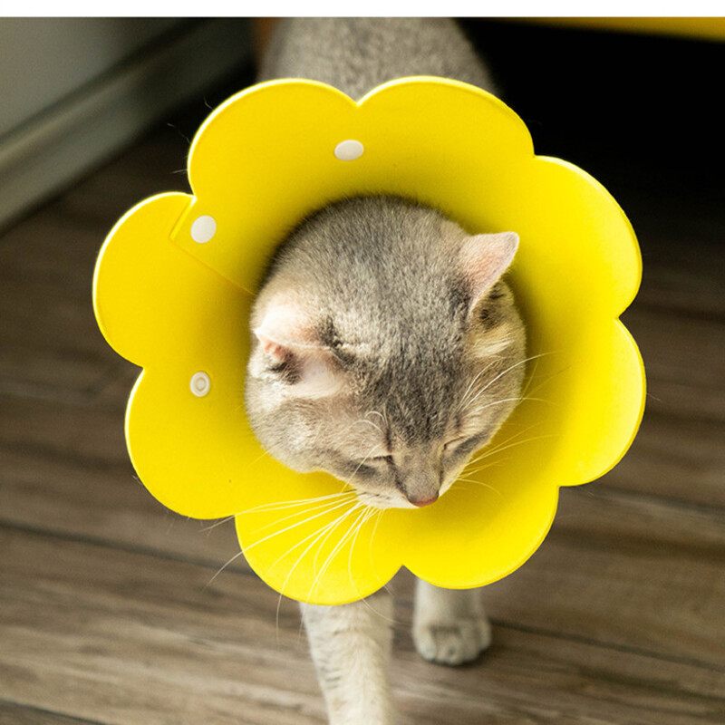 Suncokret Mačka Elizabetanska Zaštitna Ogrlica Protiv Ugriza