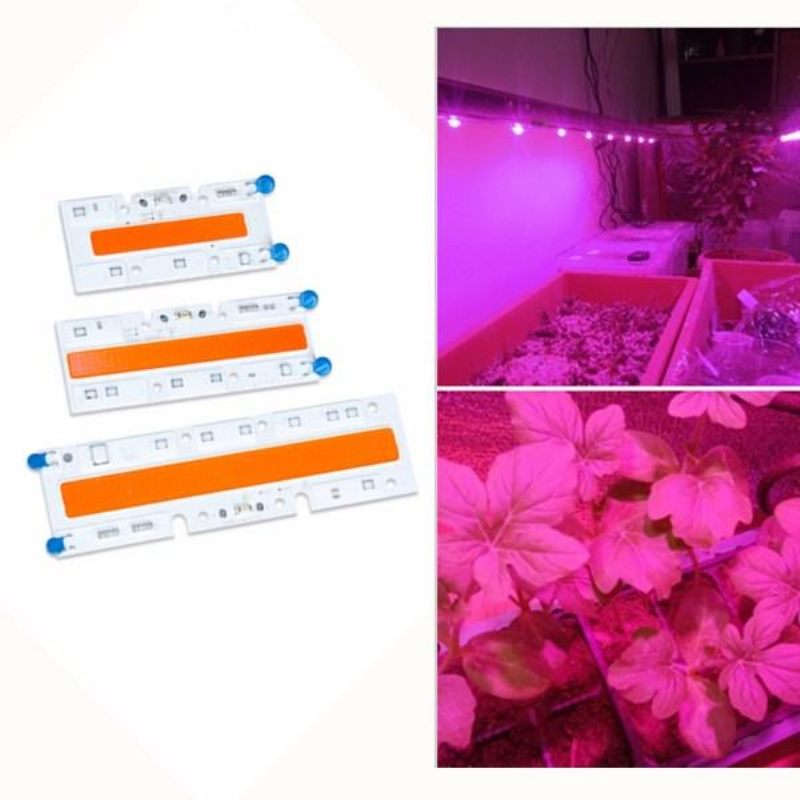 30w/50w/70w Led Velike Snage Punog Spektra Grow Cob Svjetlosni Čip Za Biljke I Povrće Ac110v/ac220v